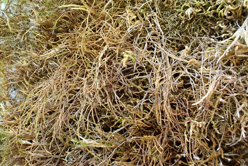 Pseudoleskeella catenulata, 2026-04-27