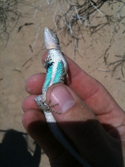 Urosaurus graciosus