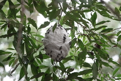 Pseudopolybia compressa