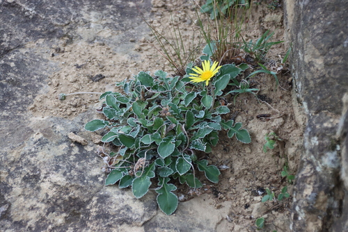 Arctotis arctotoides, photograph 3
