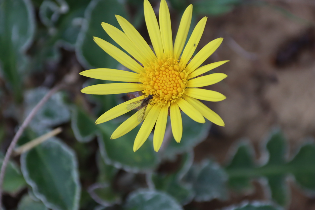 Arctotis arctotoides; photograph (c) Tony Rebelo, some rights reserved (CC BY-SA)