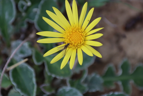 Arctotis arctotoides