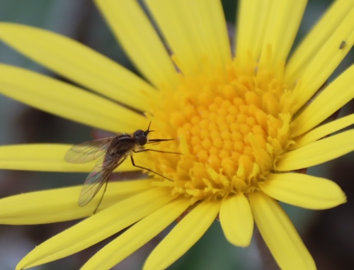 Arctotis arctotoides, photograph 2