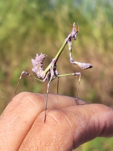 Fasciated Conehead Mantid