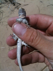 Urosaurus graciosus