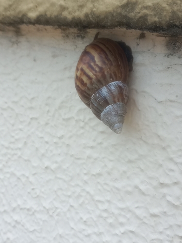Lissachatina fulica