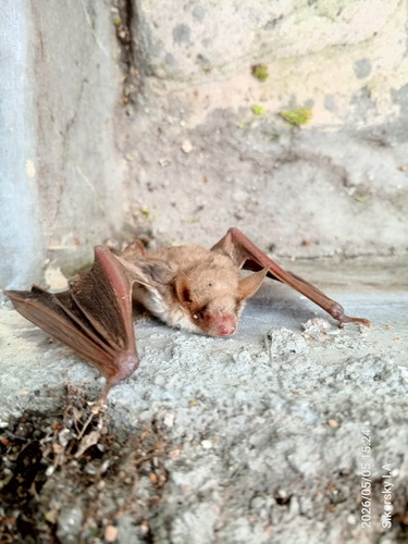Lesser Mouse-eared Bat