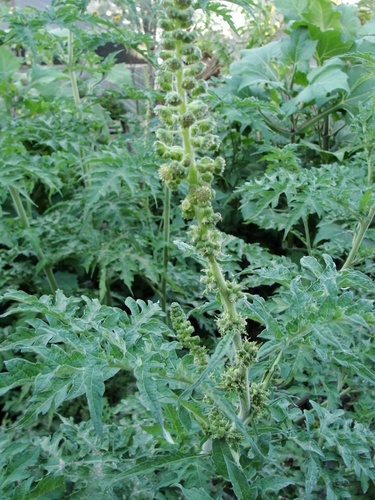 Ambrosia arborescens (Ambrosia arborescens)