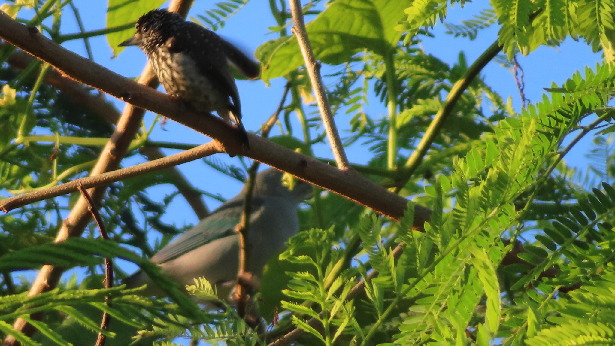 White-wedged Piculet (Picumnus albosquamatus), photo 8