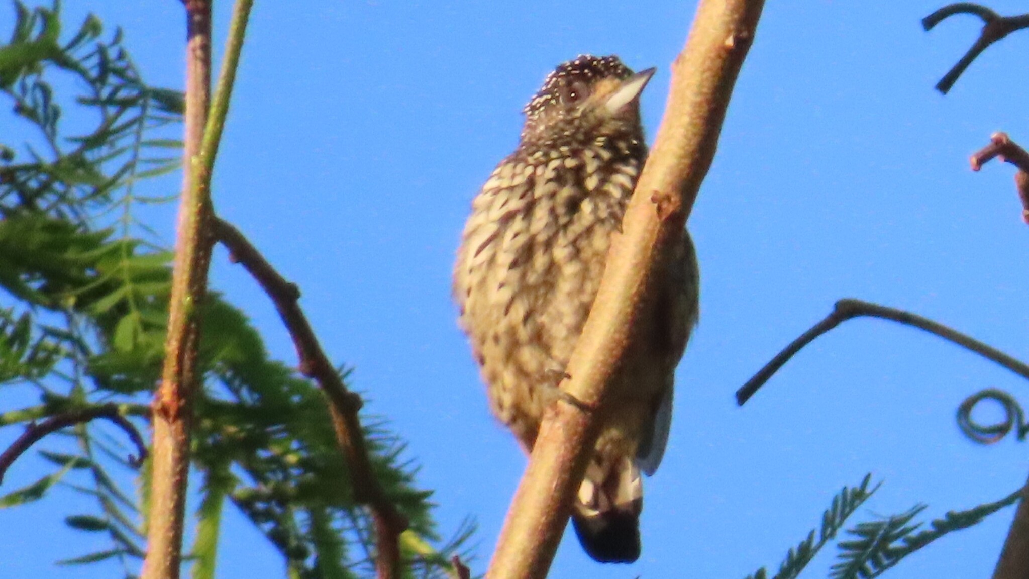 White-wedged Piculet (Picumnus albosquamatus), photo 9
