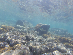 Lutjanus novemfasciatus