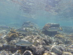 Lutjanus novemfasciatus