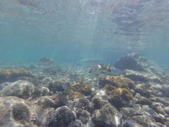 Lutjanus novemfasciatus