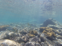 Lutjanus novemfasciatus