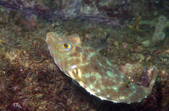 Sphoeroides lobatus