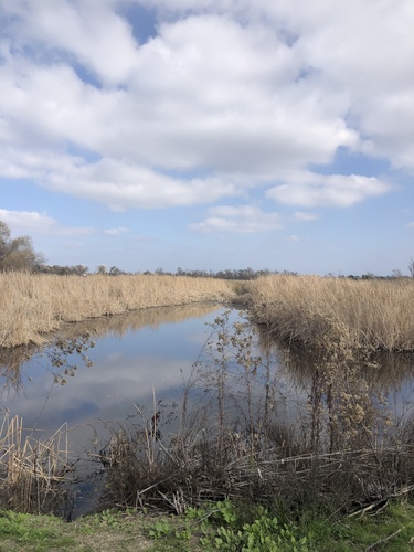 iNaturalist observation photo of clubrushes and giant bulrushes