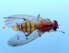 Suillia affinis