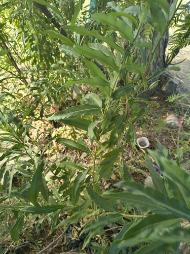 green cestrum