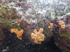 Tubastraea