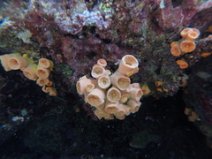 Tubastraea