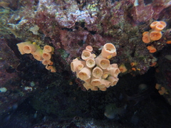 Tubastraea