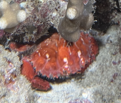 Etisus splendidus observed 2026-05-02