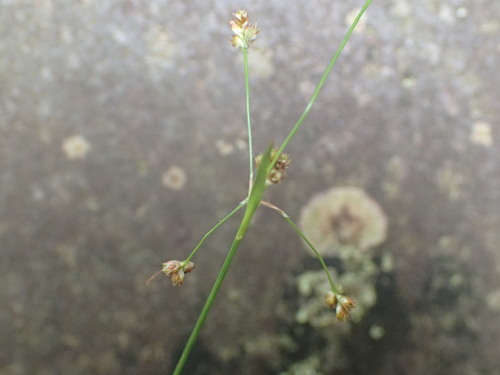 Luzula echinata, photograph 6