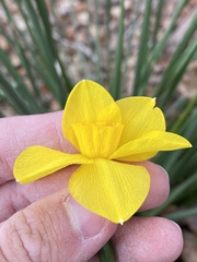 Narcissus