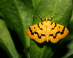 Dichocrocis clytusalis