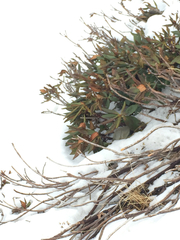 Rhododendron caucasicum