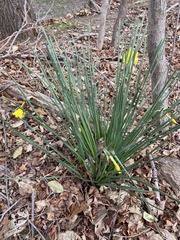 Narcissus