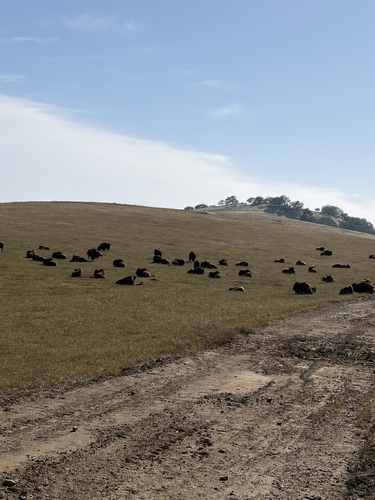 Plains Bison photographed in California