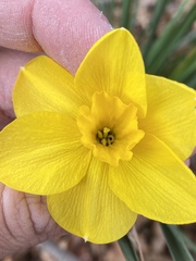 Narcissus