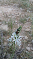 Ornithogalum narbonense