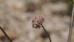 Eriogonum thurberi