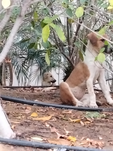 Domestic Dog