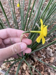 Narcissus
