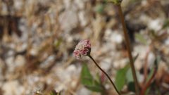 Eriogonum thurberi
