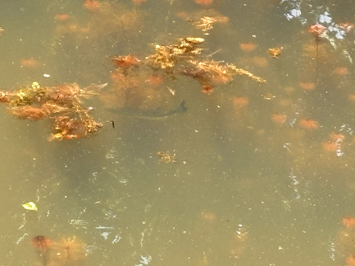 Micropterus nigricans