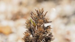 Cryptantha maritima