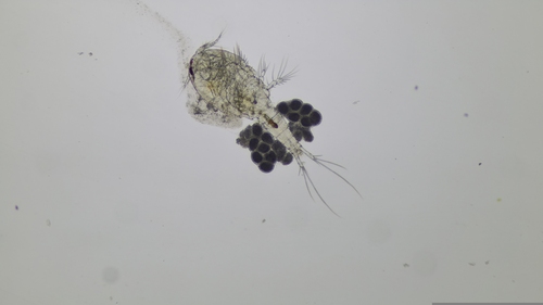 Paracyclops fimbriatus