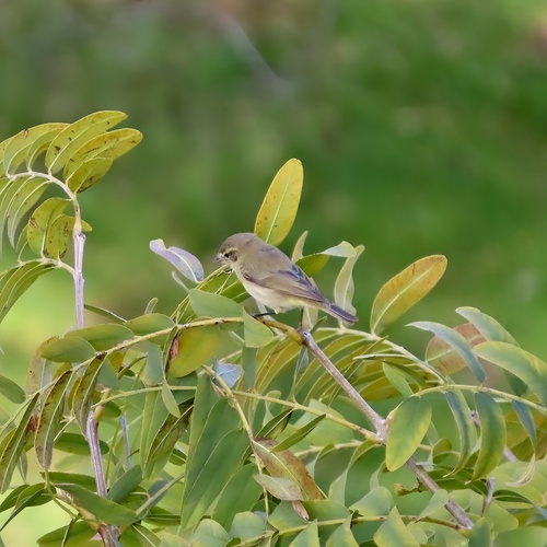 Avistamiento Mosquitero Común