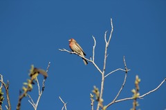 Haemorhous mexicanus