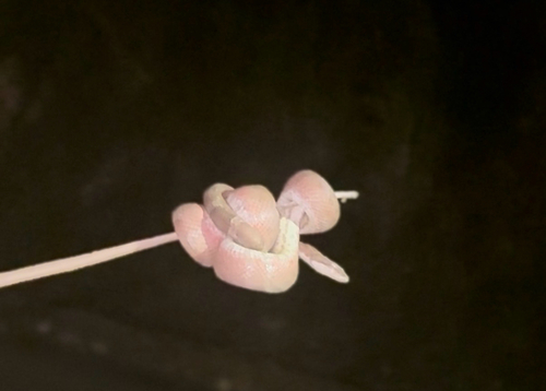 Candoia bibroni observed 2026-05-06