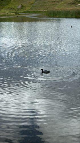 Slate-colored Coot