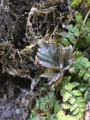 Cardamine diphylla