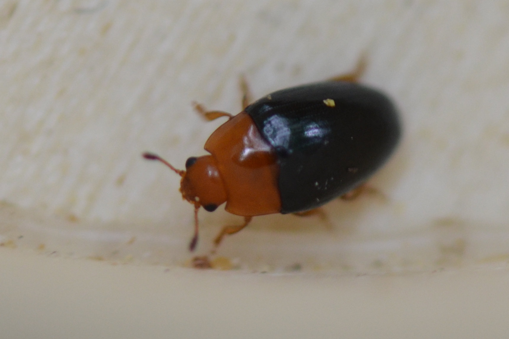 Triplax rufipes
