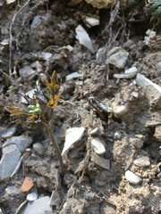 Cardamine diphylla
