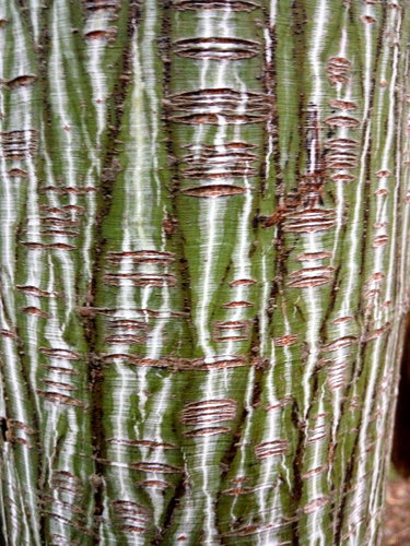 Manchurian Striped Maple