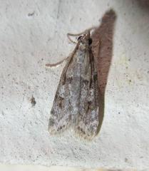 Scoparia palloralis